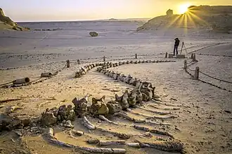 Fossil whale bones exposed on the ground, protected by a fence
