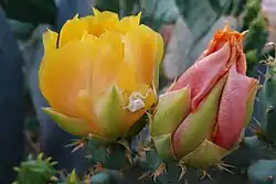 عنکبوت خرچنگی در بهبهان