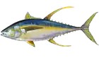 گیدر