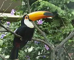توکان توکوRamphastos toco