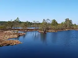 Tolkuse bog