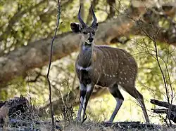 Bushbuck, Tragelaphus scriptus، تقریباً از نظر الگو کاملاً یکنواخت ظاهر می‌شود و نشان می‌دهد که الگوهای ویژه سایه خود را لغو کرده است. لکه‌های سفید و نشانه‌ها به برهم زدن «استحکام» جانوران کمک می‌کنند.