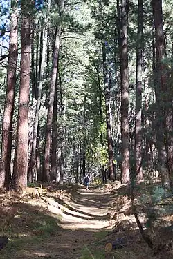 Trail up Pine Canyon, in the جنگل ملی تانتو