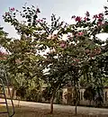 درخت در کلکته، بنگال غربی، هند.
