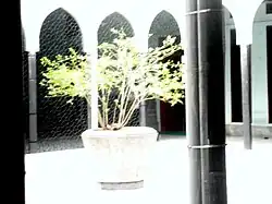 یک درخت درون مسجد