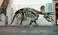 اسکلت سه‌شاخ‌چهره در موزه زنکنبرگ