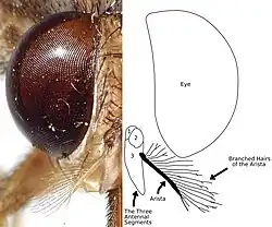 A photograph and diagram of the head of a tsetse illustrating the branched hairs of the antenna's arista.