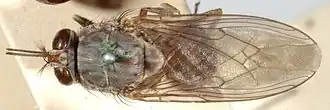 A photograph of the whole body of a tsetse illustrating the folded wings when at rest.