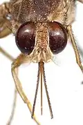 A photograph of the head of a tsetse illustrating the forward pointing proboscis.