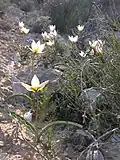 Tulipa polychroma (نام مترادف)