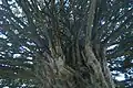Underside of the famous yew in churchyard of church of S. Peter & S. Paul, Harlington, Middlesex, 2014.