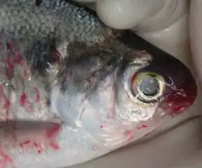 بیماری خونریزی پوزه.
