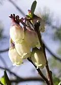 گل گیاه