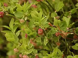 سیاه‌گیله کبود گیاه ملی اروگوئه