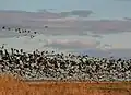 یک گله از غاز گونه‌سفید
