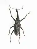 Vanapa oberthuri