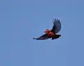 Flying bird on blue sky