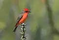 Bird on thorny branch
