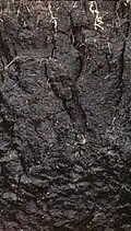 ورتیسول