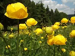 Trollius europaeus
