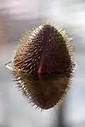 جوانهٔ نیلوفر آبی بزرگ