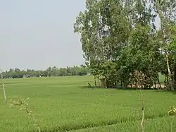 نمایی از اراضی زراعی در جماعت دهات چندی‌پور