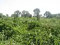 یک تاکستان در شال (منطقهٔ خورک)