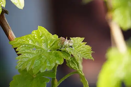 جوانه‌های گل Vitis vinifera