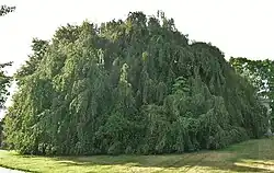 Weeping European Beech