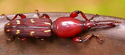 Orychodes indus