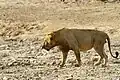 شیر نر بی‌یال در پارک ملی پنجاری، بنین