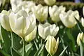 Tulip