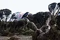 کلاغ گردن سفید در کلیمانجارو