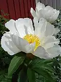Paeonia lactiflora'White Wings'single-flowered.