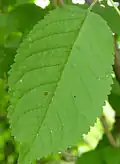 برگ