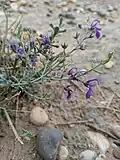 مریم‌نخودی خودرو در بهبهان