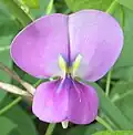 گل لوبیا چشم بلبلی