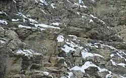 دو بز کوهی با استتار عالی در اراضی روستای عمارت منطقه ارسباران. برای مشاهده تصویر را در ابعاد بزرگ ببینید