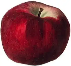 وینستون