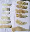 انواع پشم