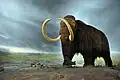 Wolly Mammoth