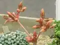 مخروط گرده ویلوچیا