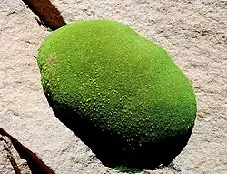 گیاه در شکاف سنگ در ذخیره ملی حیات‌وحش آندی ادواردو آواروآ، پوتوسی