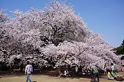 ساکورای سومی-یوشینو گل توکیو