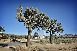 Yucca Valley, near پارک ملی جاشوا تری