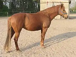 اسب کرنگ مسی