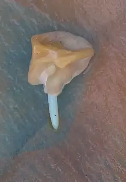 ریشه‌چه در ذرت شیرین