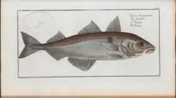 حکاکی رنگی از یک ماهی.