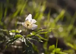 Anemonoides nemorosa در ذخیره‌گاه طبیعی در سوئد