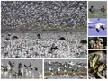 حیات وحش میزوری